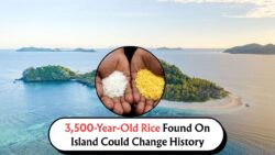 3,500-Year-Old Rice Found on Remote Island—This Discovery Could Rewrite Pacific History