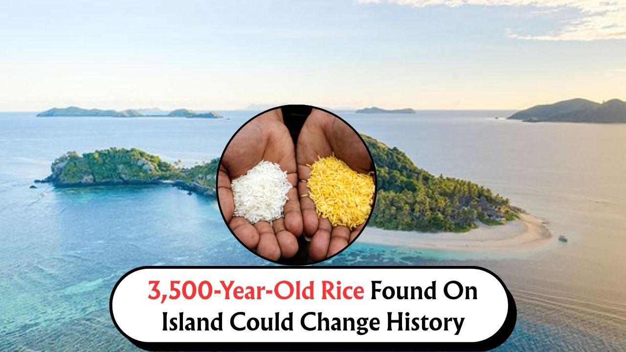 3500-Year-Old Rice