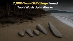 7,000-Year-Old Alutiiq Village Discovered in Alaska—Ancient Stone Tools Wash Ashore After Erosion!