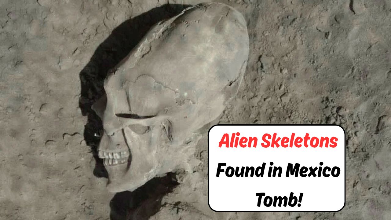 Alien-Like Skeletons