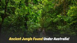 Massive Fossilized Forest Found in Queensland – Was Australia Once a Jungle Paradise?
