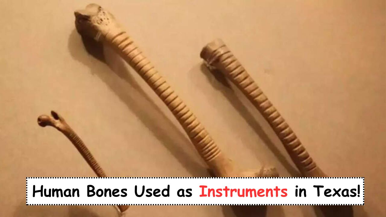 800-Year-Old Human Bones
