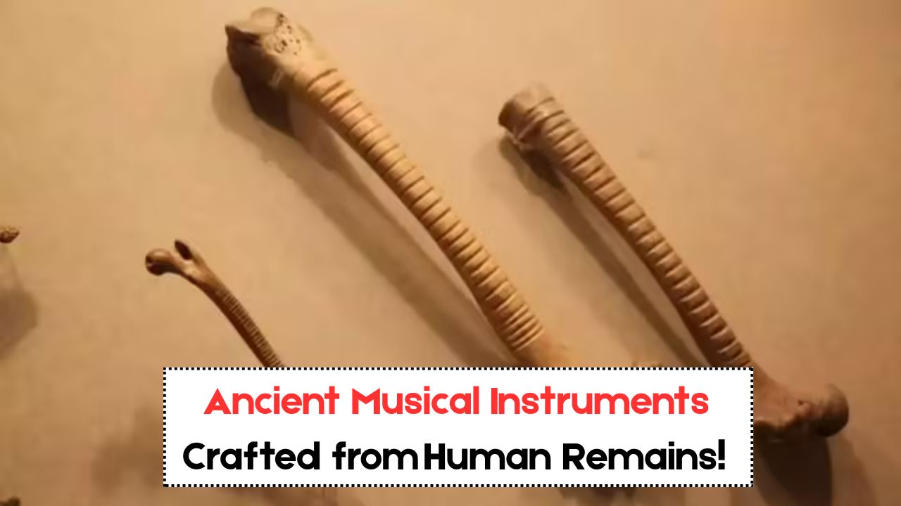 800‑Year‑Old Human Bones