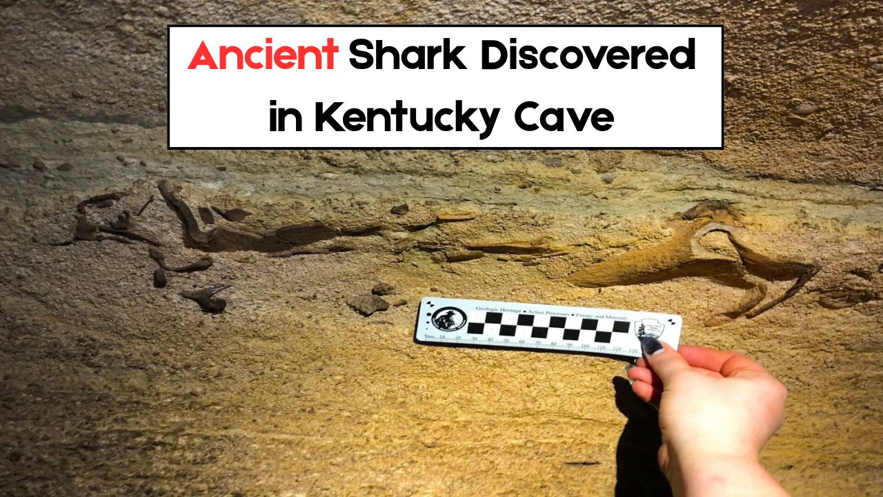 Ancient Shark Fossil