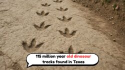115-Million-Year-Old Dinosaur Footprints Uncovered After Texas Floods—15 Three-Clawed Tracks Reveal Prehistoric Secrets!