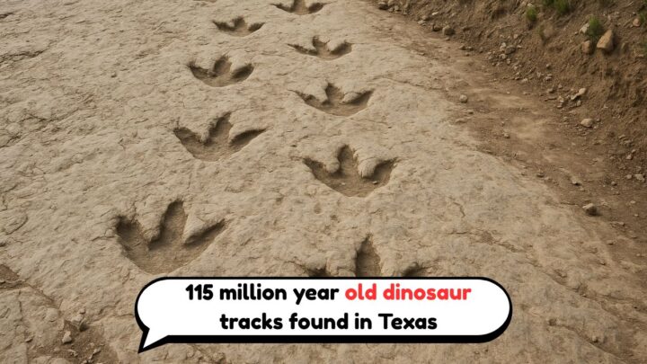 dinosaur footprints Texas